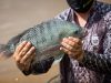 Piscicultura Tilapia - Goiás