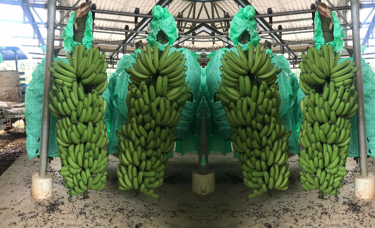 Produtores de banana apostam no sulfato de cálcio granulado para enfrentar os desafios do cultivo