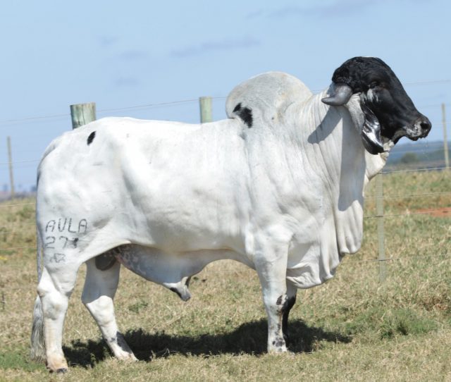 Jagunço AVLA