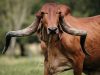 Yaba - matriz gir leiteiro - vermelha - roja