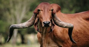Yaba - matriz gir leiteiro - vermelha - roja