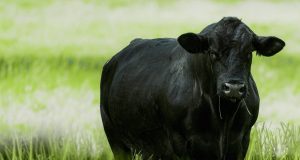 Manejo eficiente da pastagem ajuda na produção de carne de qualidade
