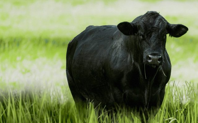 Manejo eficiente da pastagem ajuda na produção de carne de qualidade Manejo eficiente da pastagem ajuda na produção de carne de qualidade