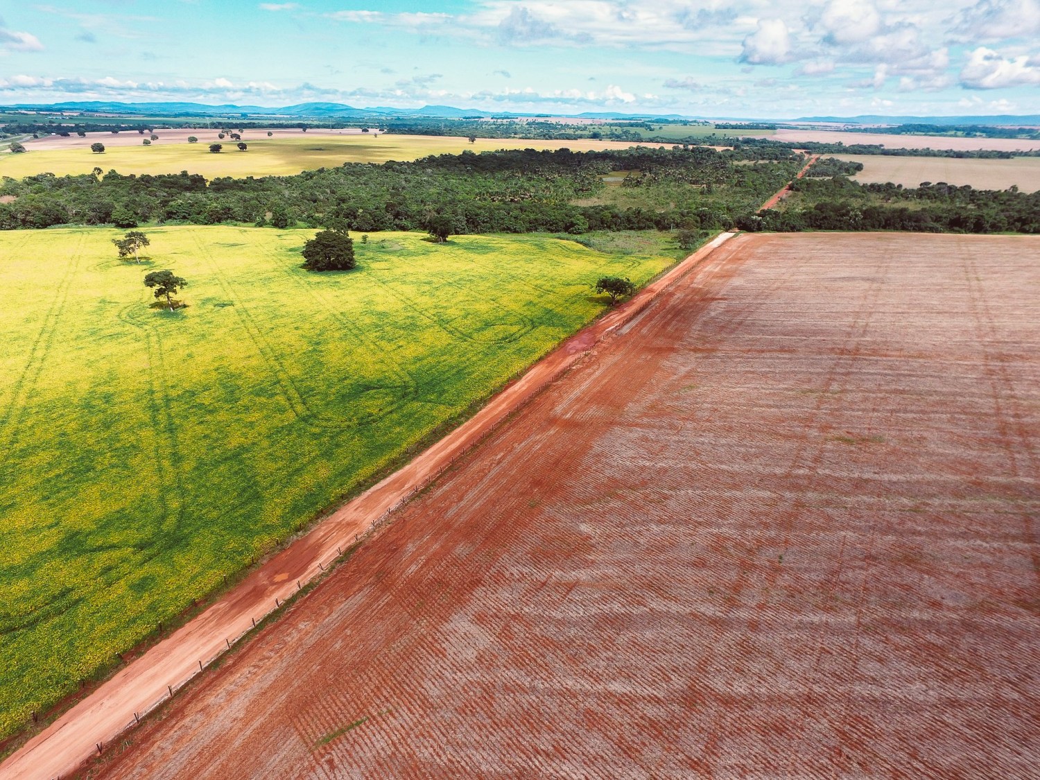 campo de soja colhido com soja amarelando