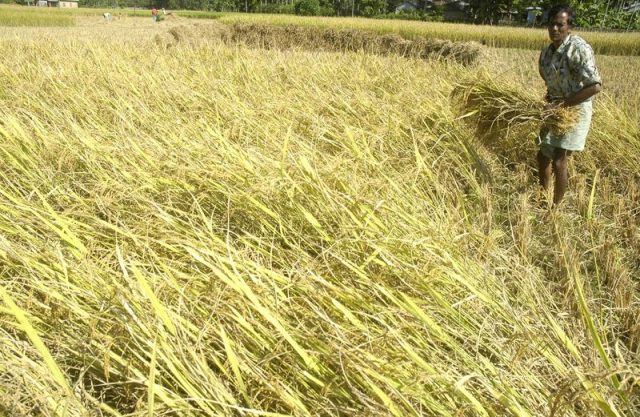 Agricultor colhe arroz em Agartala