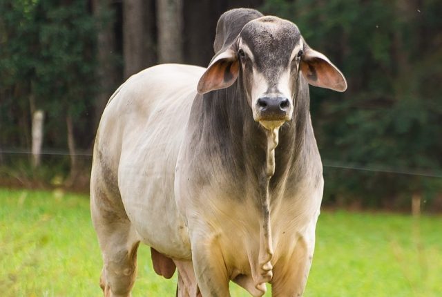 touros tabapua em destaque 2