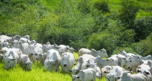 Bovinocultura - vacas nelore pastando com bezerros 3