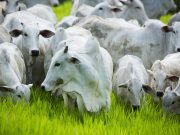 Bovinocultura - vacas nelore pastando com bezerros 3