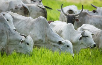 Bovinocultura - vacas nelore pastando com bezerros 3