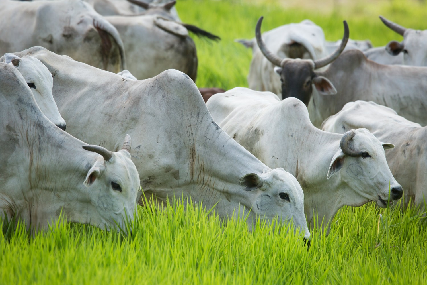 Bovinocultura - vacas nelore pastando com bezerros 3