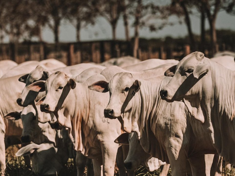 Dia produtivo e que venha o primeiro Leilão Baby Nelore Vera Cruz e ACN Agropecuária 2