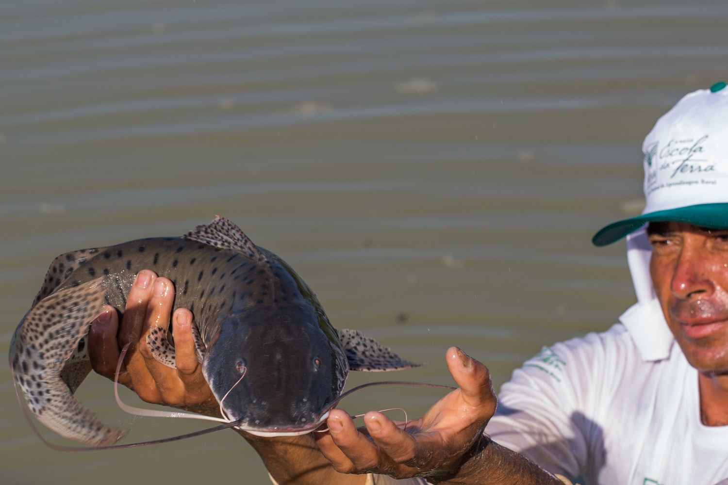 Goianésia, GO. Aquicultura. Peixe nativo. Pintado da Amazonia.