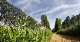 Integração Lavoura Pecuária e Floresta - milho verde 3