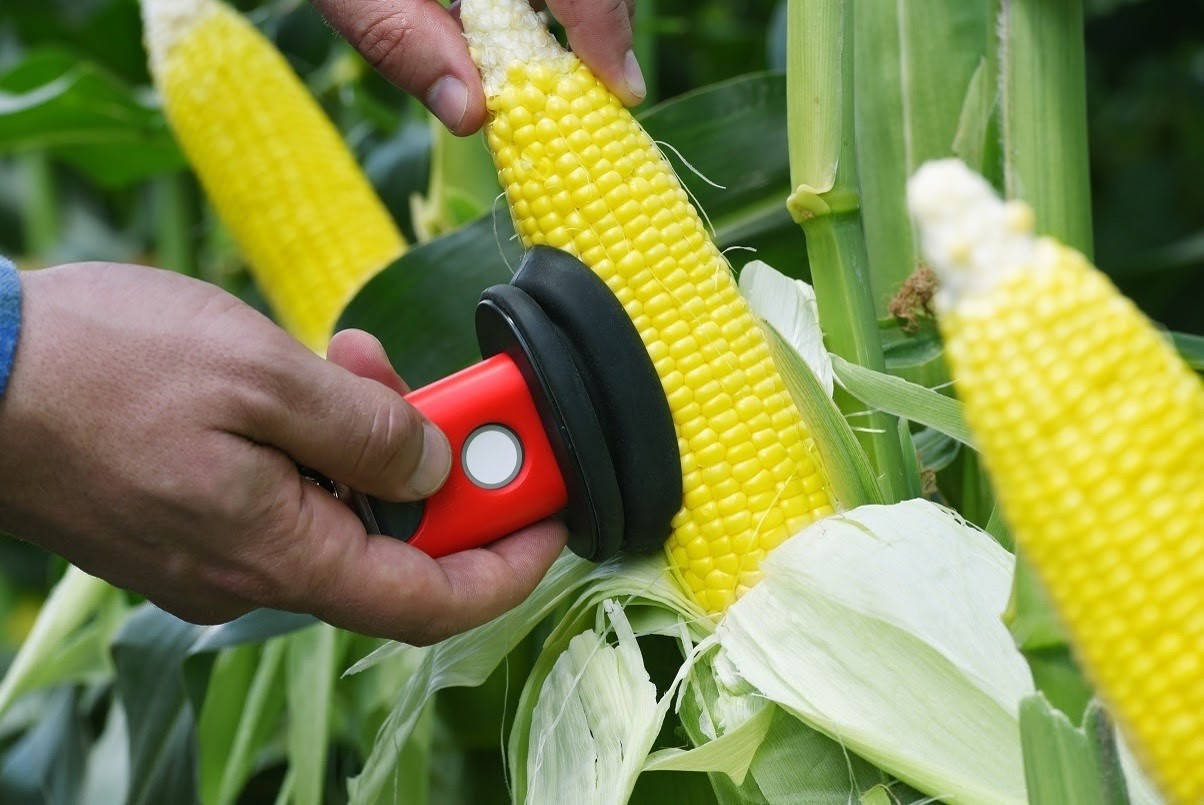 JOB-IAT-Analise-de-umidade-do-milho-no-campo-com-o-equipamento-israelense-SCIO-FOTO-DIVULGACAO