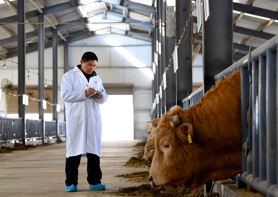 Xianan cattle are seen at a Xianan cattle farm in Biyang County of Zhumadian, central China's Henan Province, Jan. 13, 2021. (Xinhua:Xu Yanan)