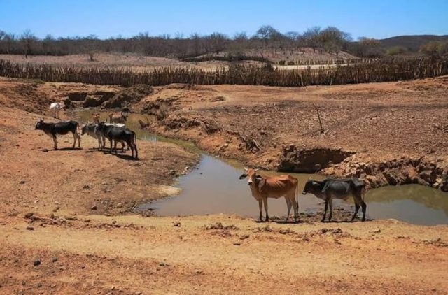 seca mata gado leiteiro