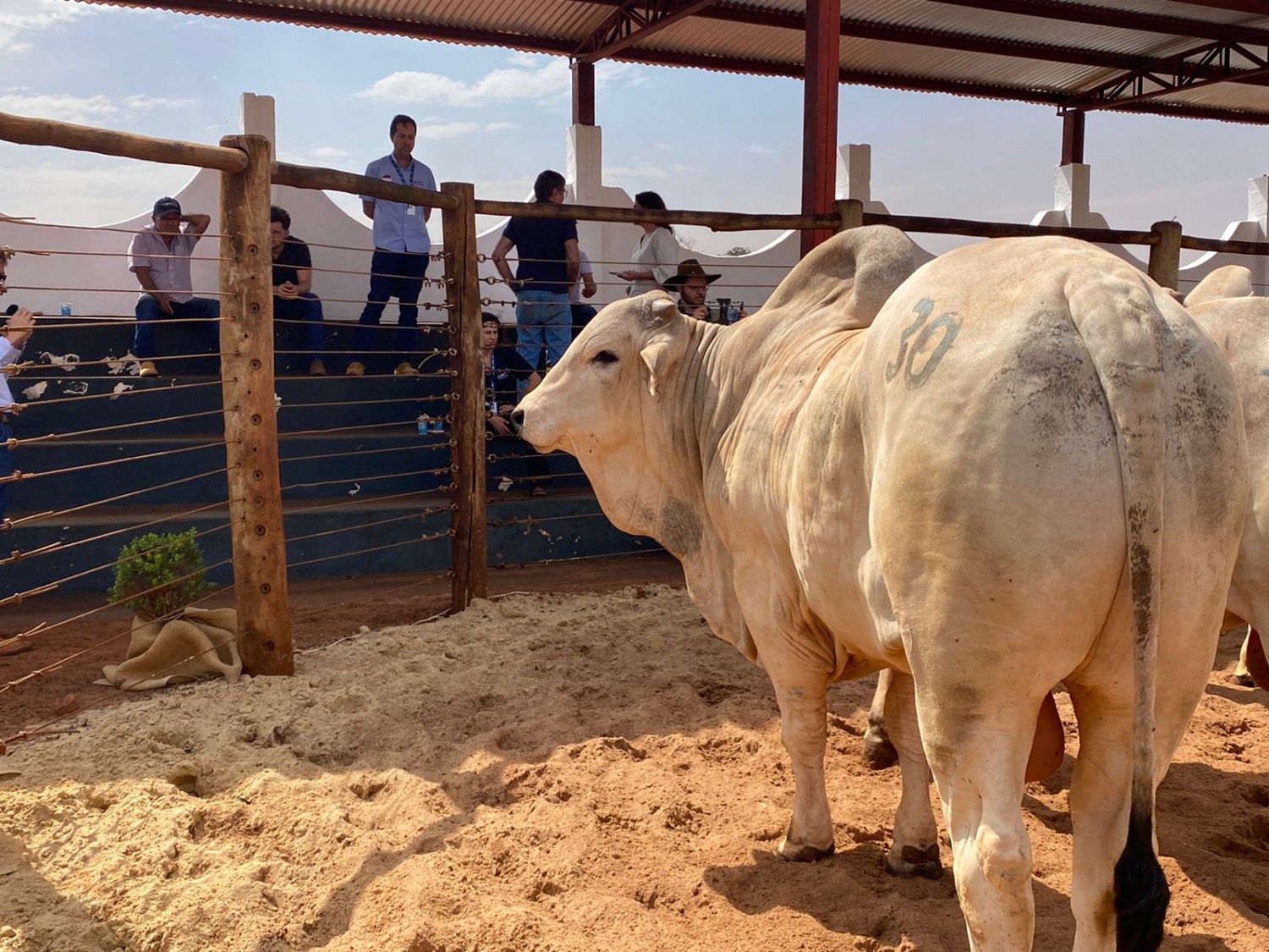 Super touro - Nelore Grendene é campeã pela terceira vez em prova de desempenho da raça