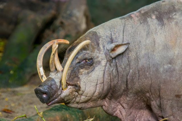babirusa-tusks