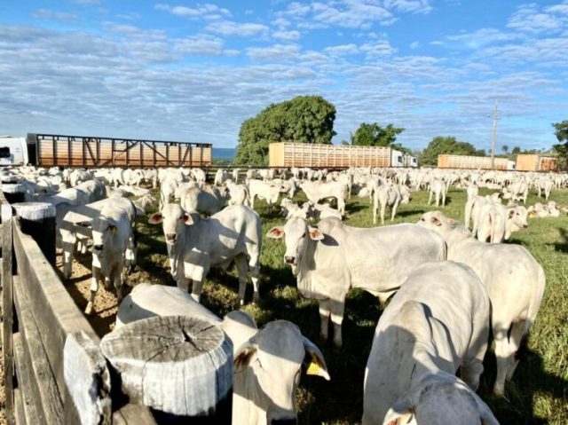 dicas-transporte-boiadeiro-vacas-paridas-2-770x576
