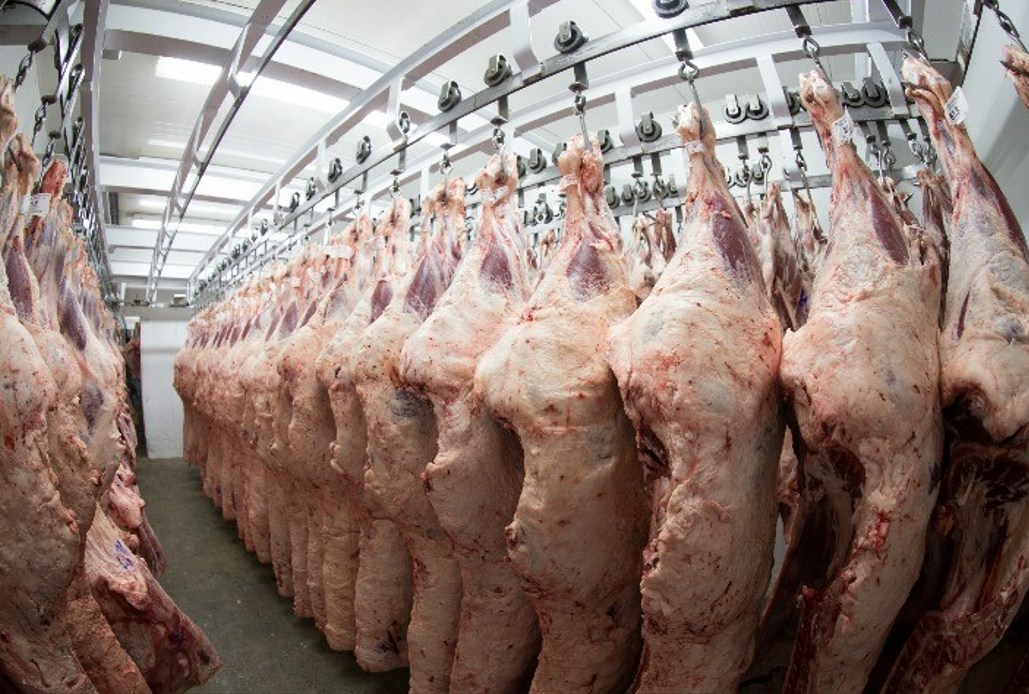 carne bovina