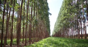 gado nelore na integracao pecuaria floresta ilp 2