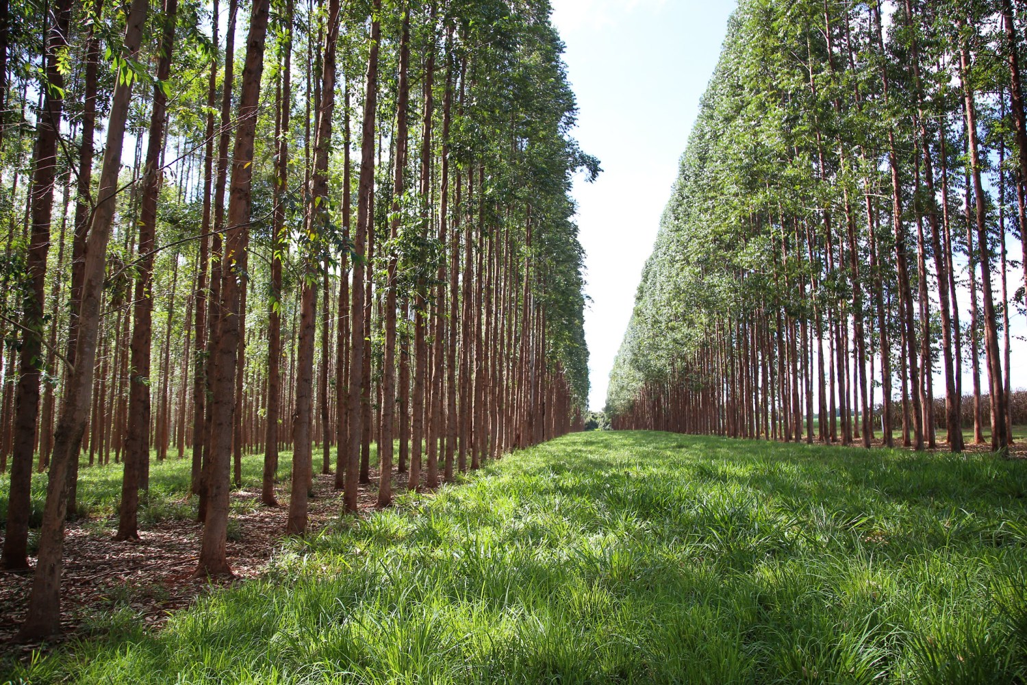 gado nelore na integracao pecuaria floresta ilp 2