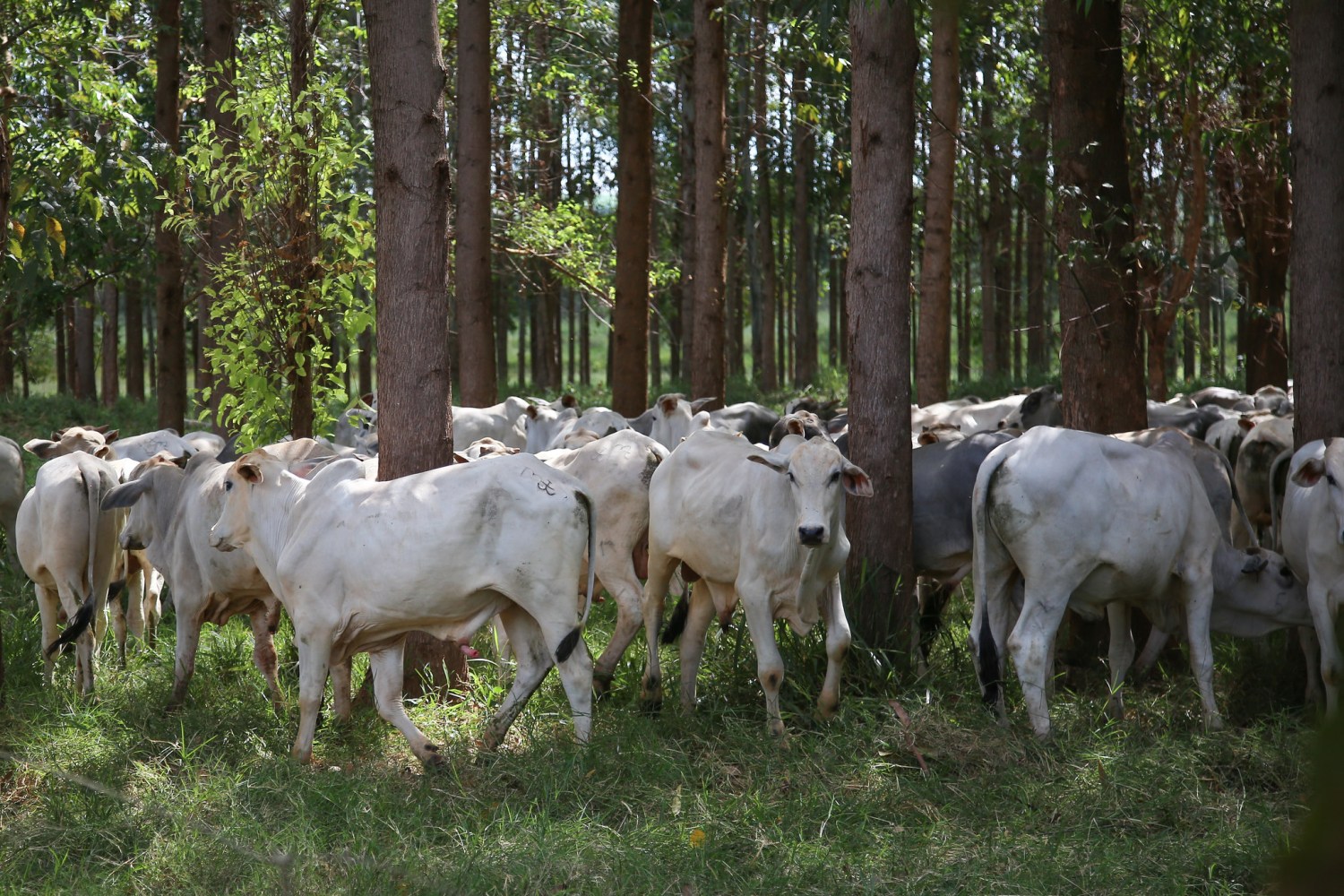 gado nelore na integracao pecuaria floresta ilp