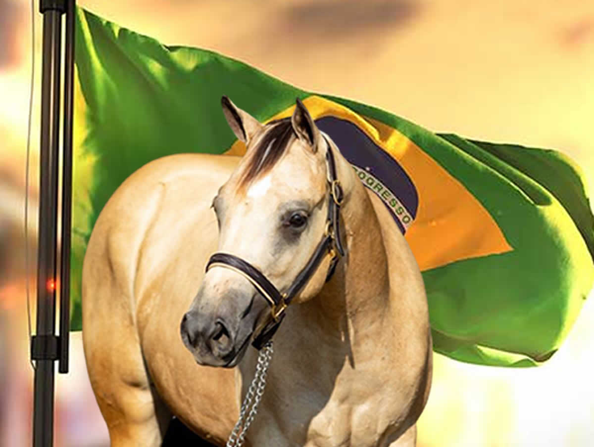 Cavalos: criação movimenta o agronegócio brasileiro