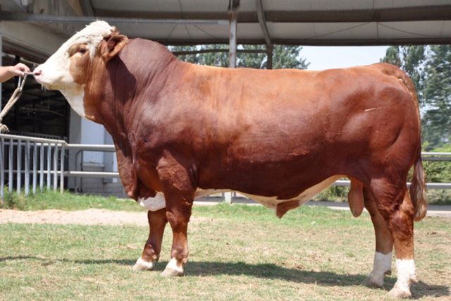 nova raca bovina china huaxi nova raca bovina china huaxi