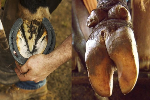 por que cavalos precisam de ferraduras e vacas não