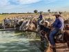 vaqueiros esperando a boiada beber agua
