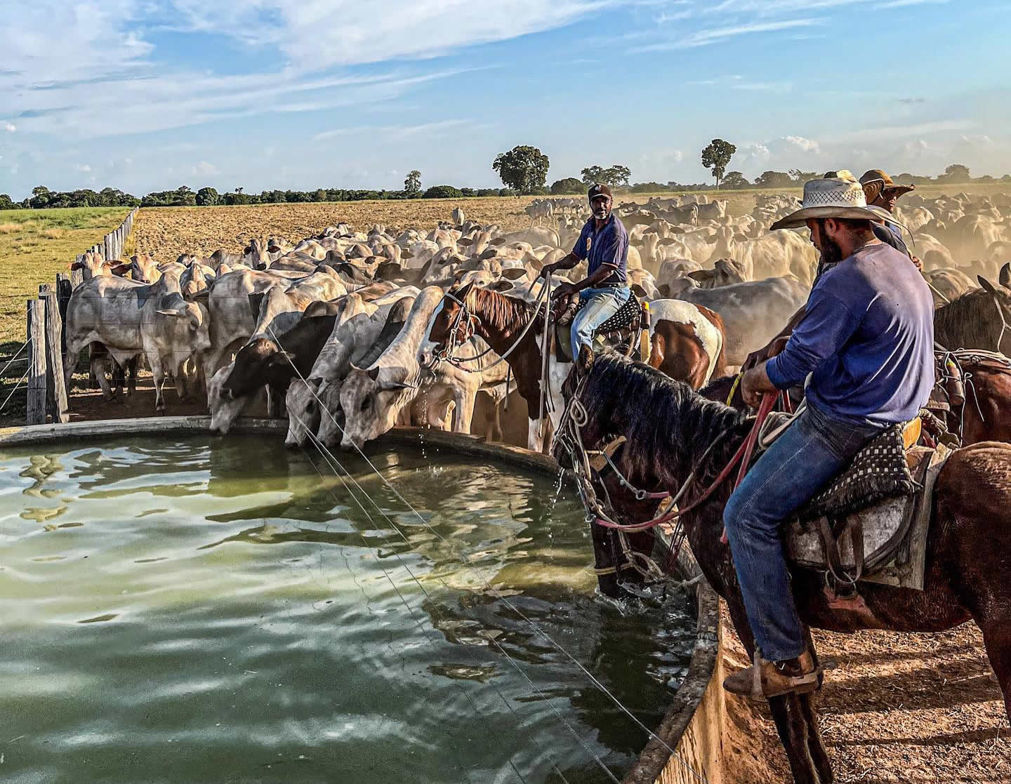 vaqueiros esperando a boiada beber agua