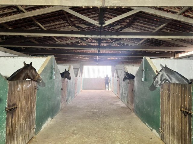 cavalos do haras de Vadevan 90