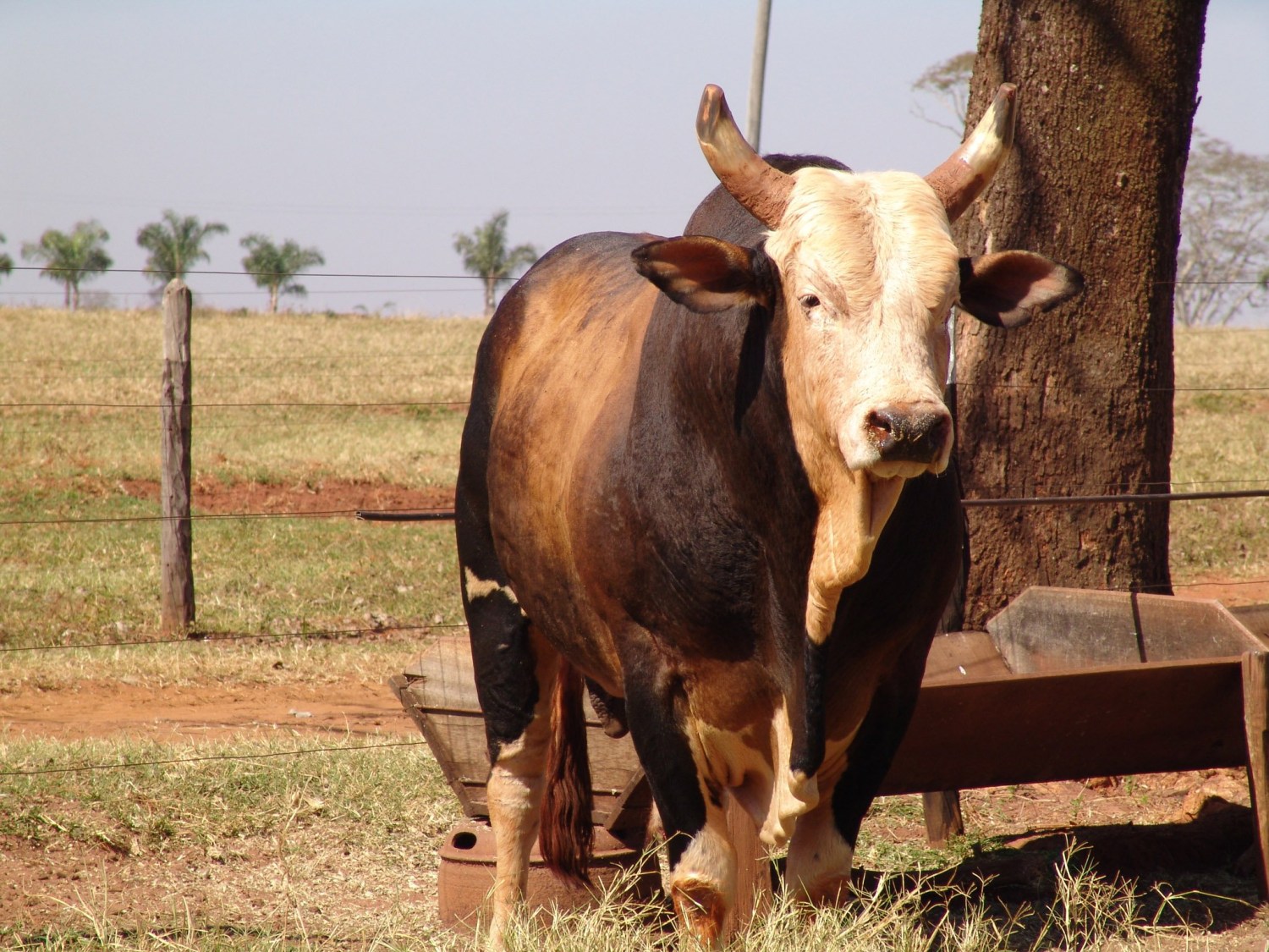 Pelé, melhor jogador do mundo, também foi Rei do Agro - CompreRural