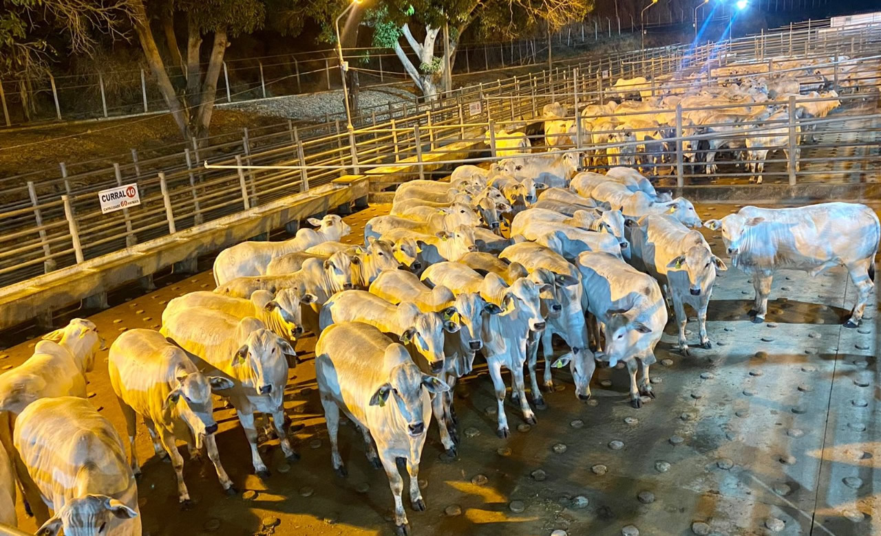 ACNB-Mais-de-460-animais-terminados-em-confinamento-foram-avaliados-na-4-etapa-do-Circuito-Nelore-de-Qualidade-foto-divulgacao