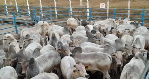 ACNB-Primeira-etapa-do-Circuito-Nelore-de-Qualidade-2022-avalia-mais-de-700-animais-em-Goias-foto-em-divulgacao
