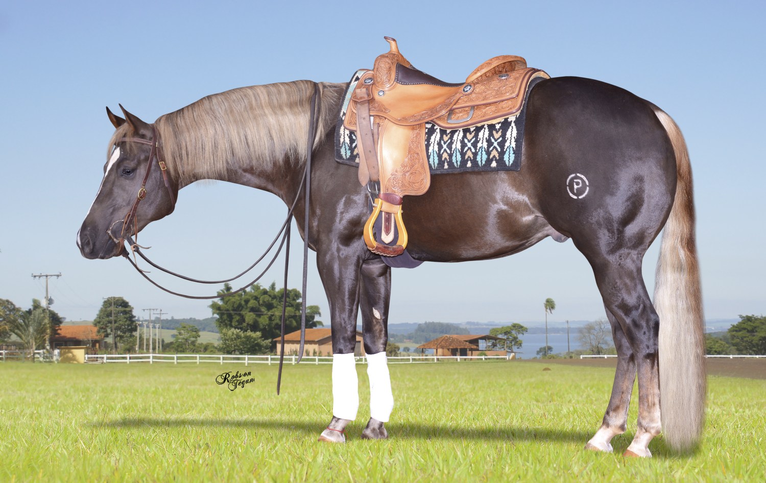 Big John Del Rancho possui o perfil ideal de um cavalo de Rédeas