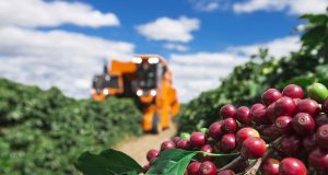 Clima favorável beneficia produção de café