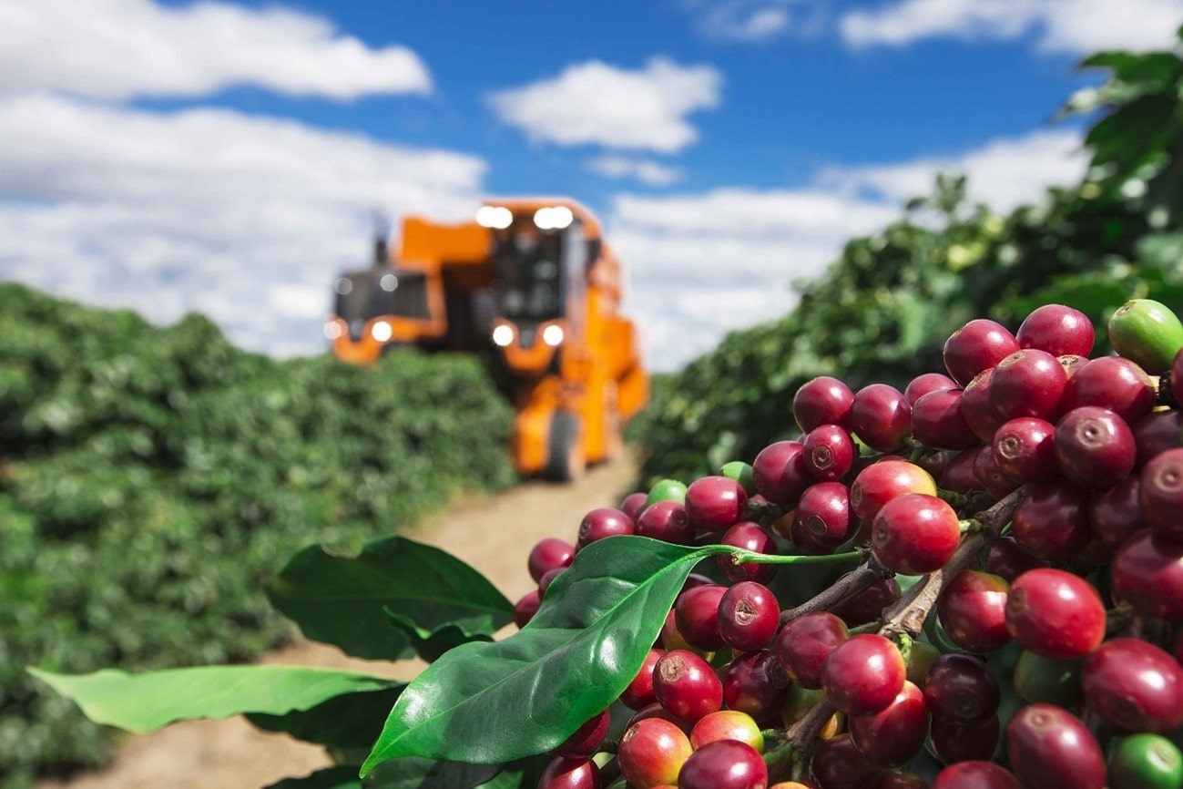 Clima favorável beneficia produção de café