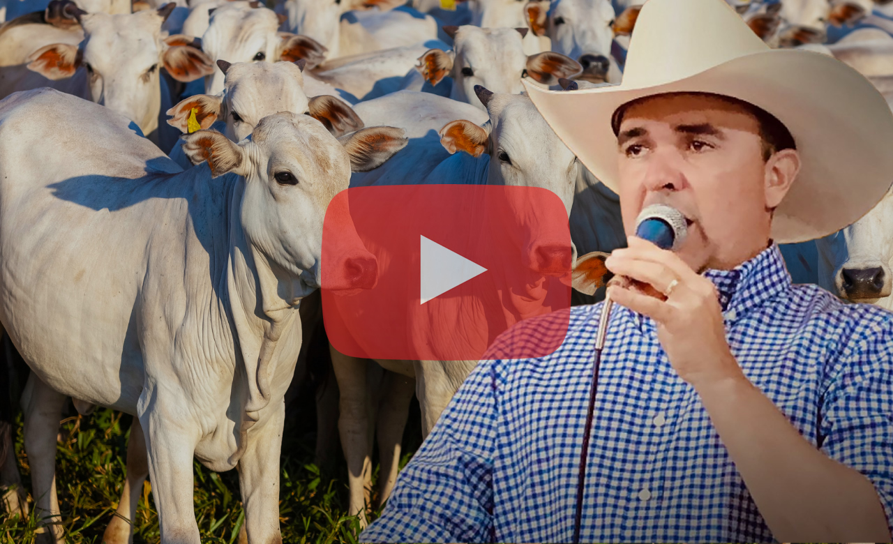 Davi neto leiloeiro durante leilao em uberlandia