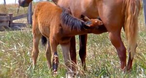 Potra fraturou a pata ao cair em um buraco. — Foto: Reprodução/TV Centro América