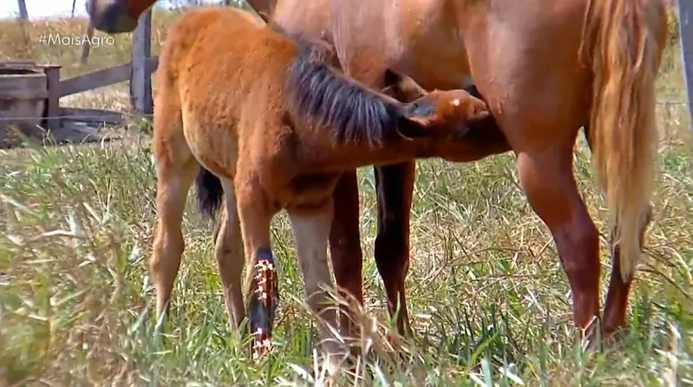 Potra fraturou a pata ao cair em um buraco. — Foto: Reprodução/TV Centro América