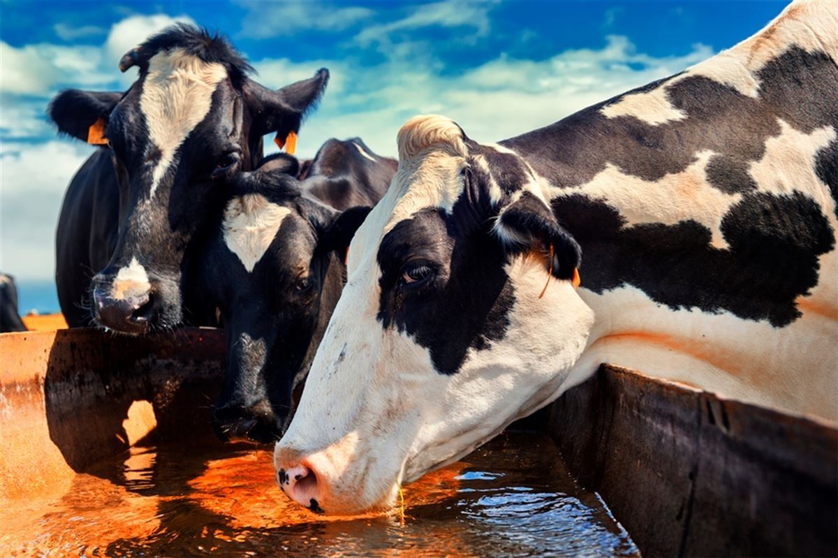 gado bebendo agua