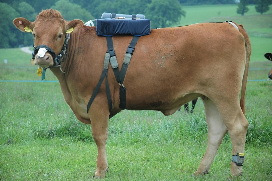 O animal utiliza o dispositivo de medição das emissões de metano e CO2