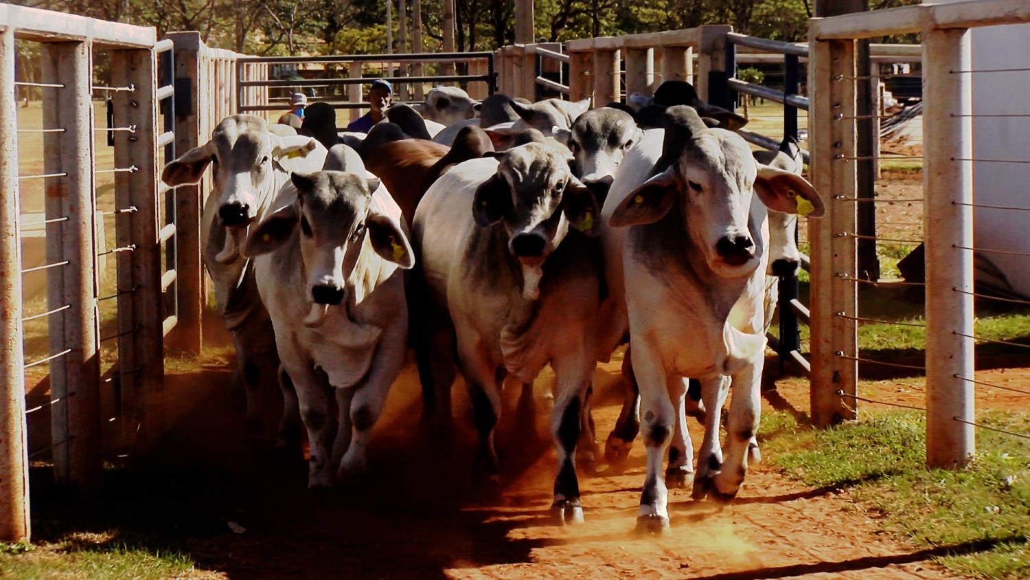 Premix e ABCZ apresentam os resultados finais do segundo ano do projeto - Zebu, carne de qualidade