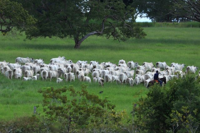 Rebanho da ACN - vacada nelore com bezerros no pasto verde - fotao Rebanho da ACN - vacada nelore com bezerros no pasto verde - fotao