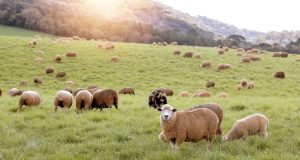 Santa Caterina terá plano de desenvolvimento da ovinocultura