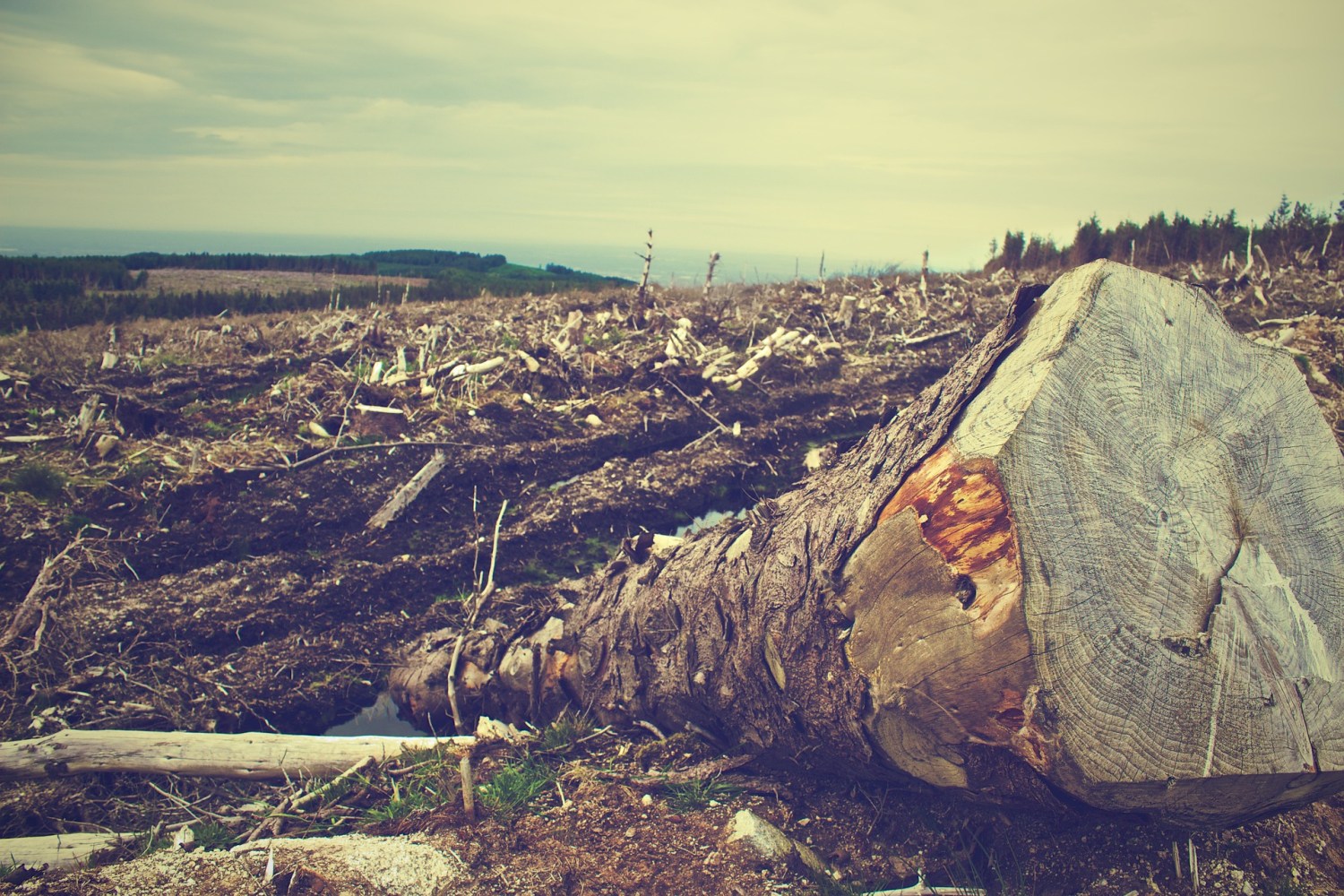 Startup certifica áreas contra desmatamento em poucos dias