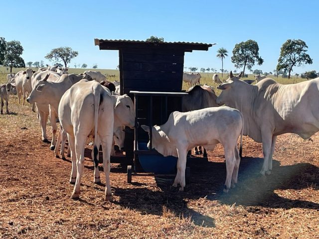 nutrição de bezerros durante o aleitamento