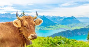 gado pardo-suico da suica